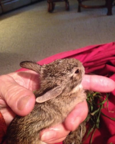 A person holding an animal in their hand.