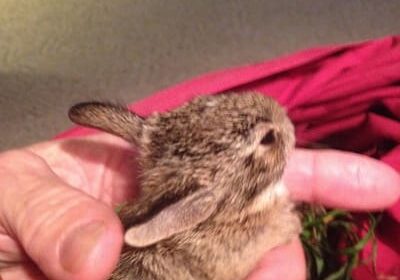 A person holding an animal in their hand.