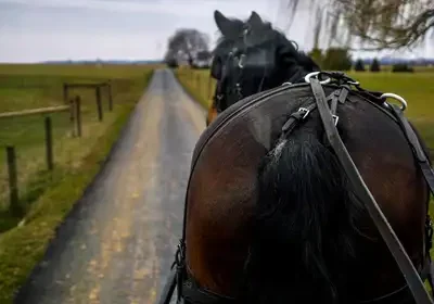 A horse drawn carriage traveling down the road.