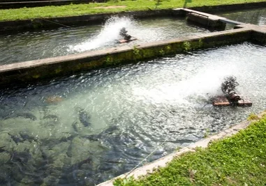 Two people are riding water skis in a pond.