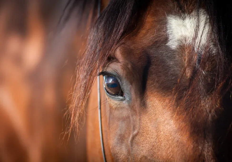 A close up of the eye of a horse