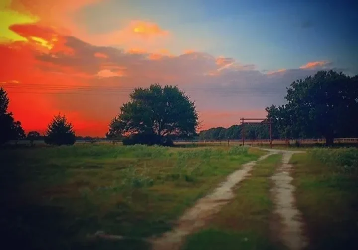 A sunset with trees and grass in the foreground.