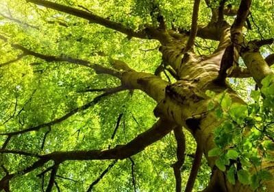 A tree with green leaves and branches in the sun.